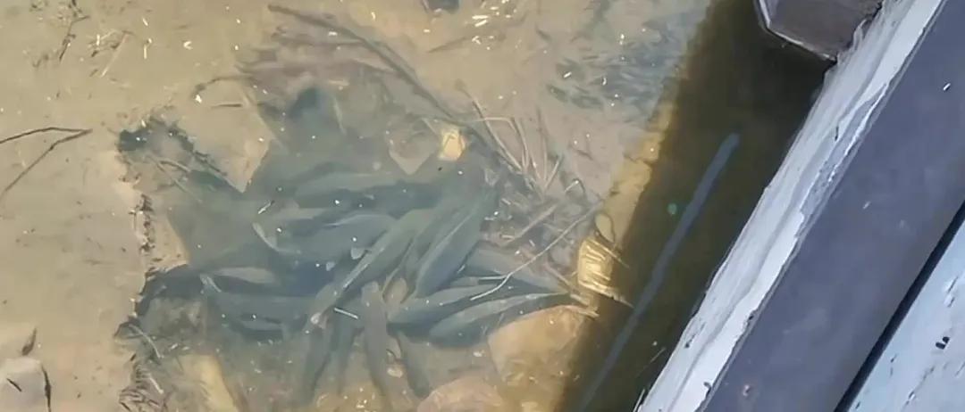 大板鲫饵料最佳配方_大板鲫怎么做最好吃_大板鲫