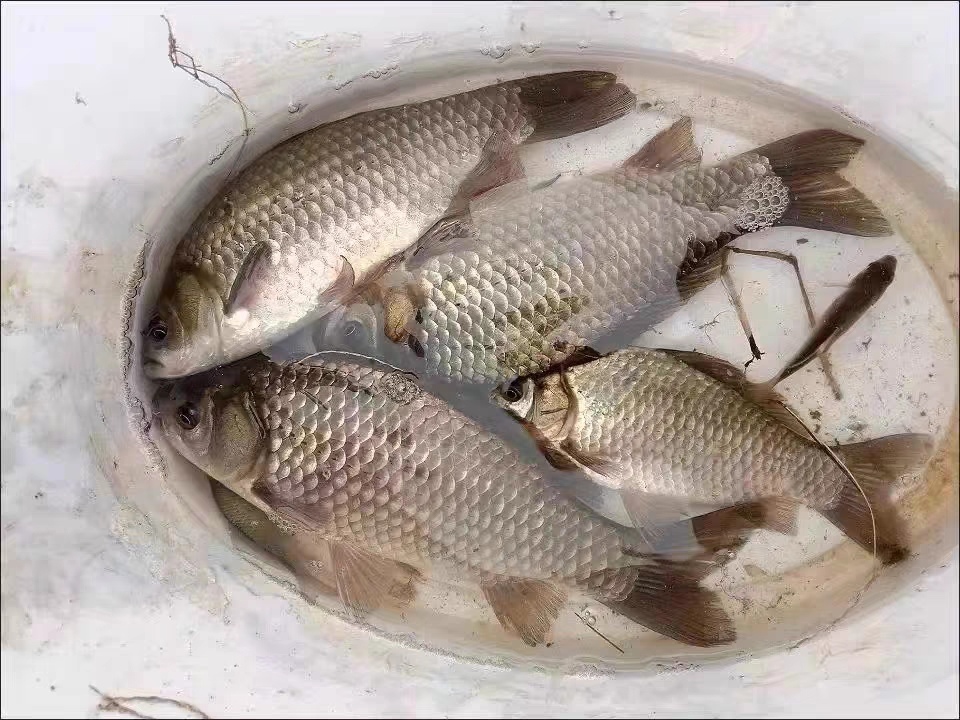 大板鲫怎么做最好吃_大板鲫_大板鲫和鲫鱼的区别