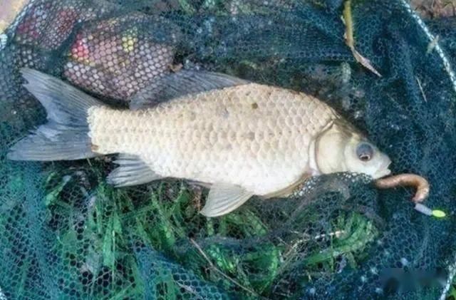 冬季钓大板鲫不愁！鱼梦谷秘诱通杀饵是首选