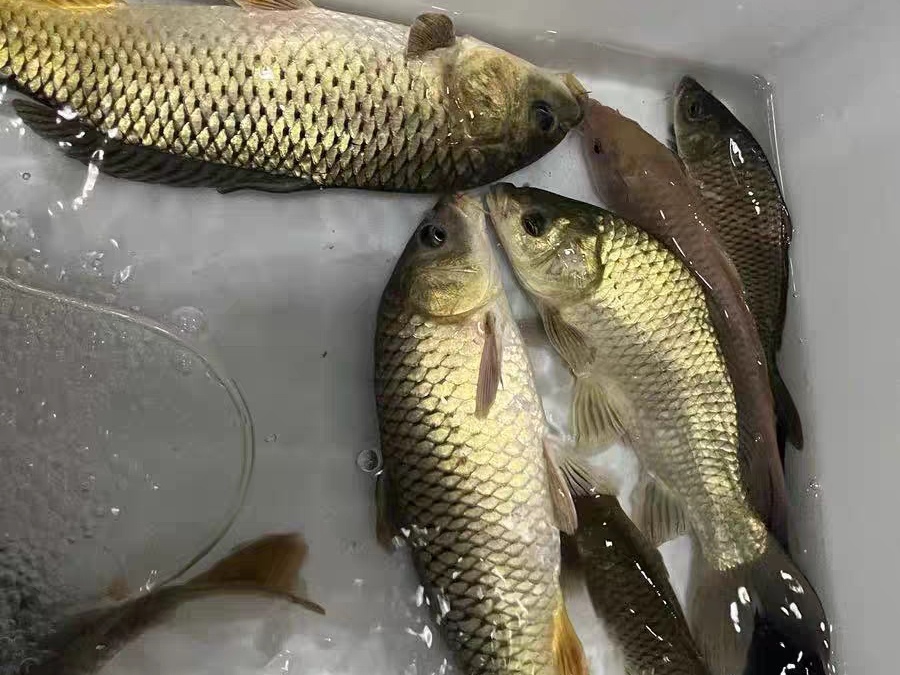 大板鲫和鲫鱼的区别_大板鲫怎么做最好吃_大板鲫