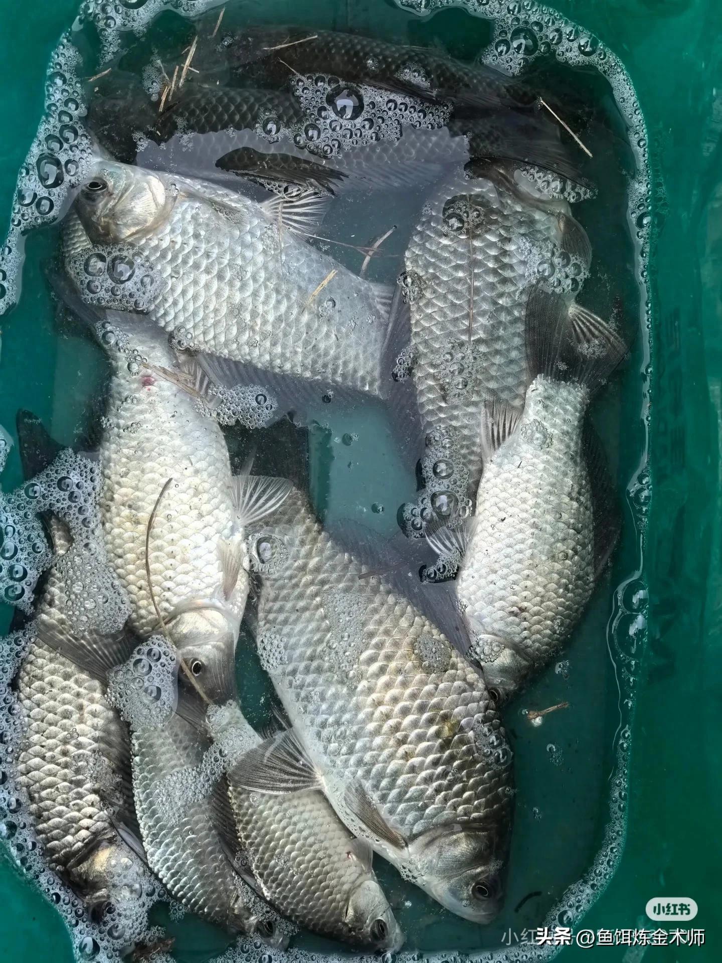 大板鲫饵料最佳配方_大板鲫和鲫鱼的区别_大板鲫