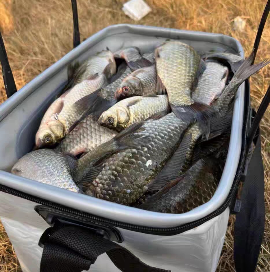 大板鲫_大板鲫和鲫鱼的区别_大板鲫怎么做最好吃