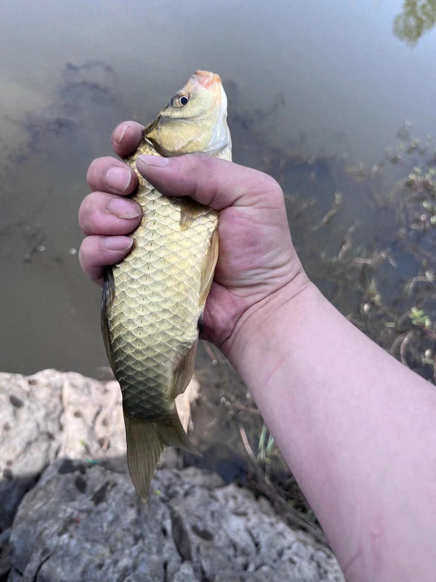 大板鲫_大板鲫和鲫鱼的区别_大板鲫怎么做最好吃