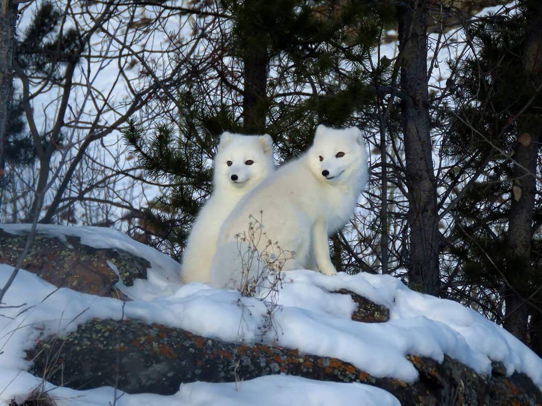 加拿大温哥华旅游攻略_加拿大旅行圣地_ins上最钟爱的加拿大旅行地