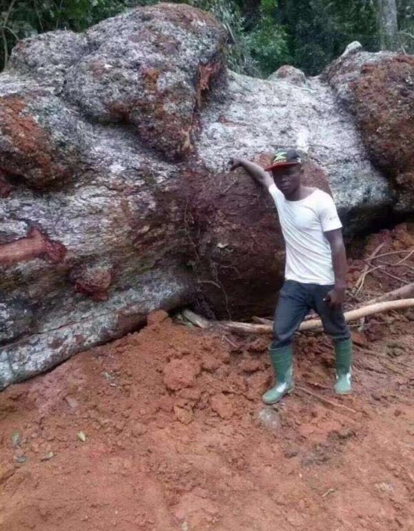 巴花大板什么纹路最贵_1200年树龄巴花_巴花木板纹理