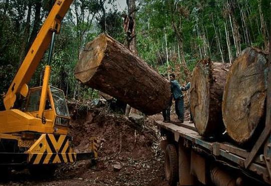 巴花木板纹理_1200年树龄巴花_巴花大板什么纹路最贵