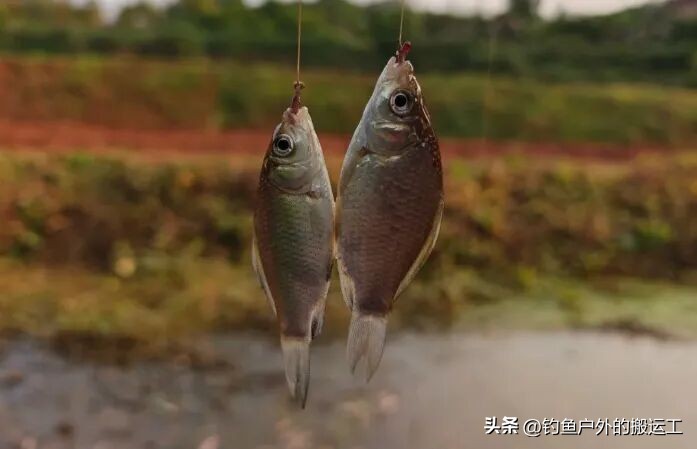 钓鲫鱼用什么打窝_冬季钓鲫鱼窝料禁忌_冬天钓鲫鱼打窝技巧