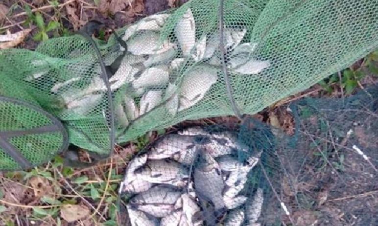 钓鲫鱼用什么打窝_冬季酒米打窝技巧_冬季钓鲫鱼酒米用法