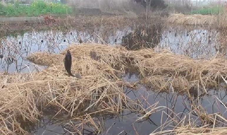 冬季酒米打窝技巧_钓鲫鱼用什么打窝_冬季钓鲫鱼酒米用法