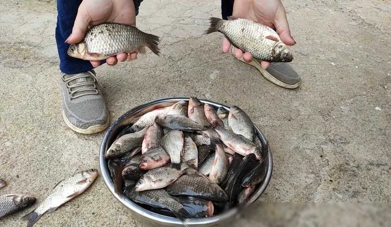 野钓不调漂如何上鱼_野钓打窝技巧_钓鲫鱼用什么打窝