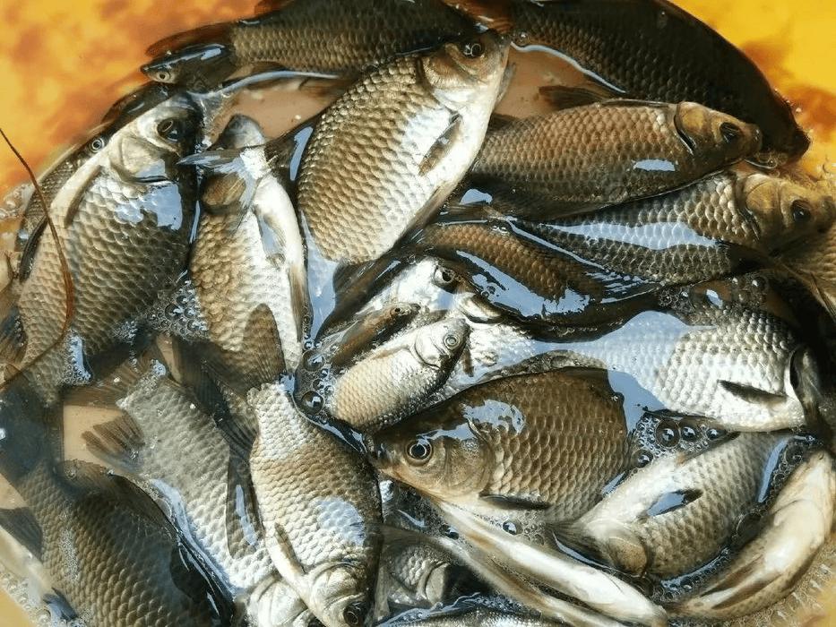 野钓打窝技巧_野钓不调漂如何上鱼_钓鲫鱼用什么打窝