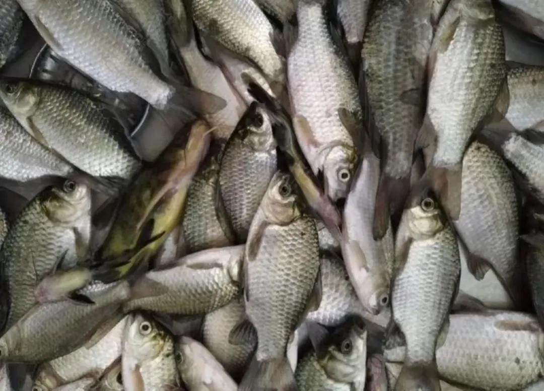 钓鲫鱼用什么打窝_精准打窝方法_野钓打窝技巧