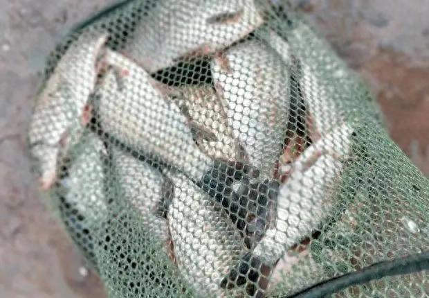 水库钓鲫鱼多打窝还是少打窝_野钓鲫鱼打窝技巧分享_钓鲫鱼用什么打窝