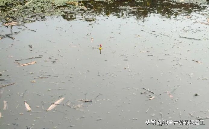 冬天钓鲫鱼打窝技巧_冬季钓鲫鱼窝料禁忌_钓鲫鱼用什么打窝