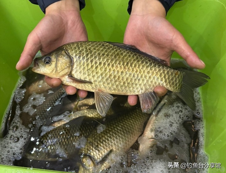 冬季钓鲫鱼窝料用量_钓鲫鱼用什么打窝_冬季钓鱼打窝技巧