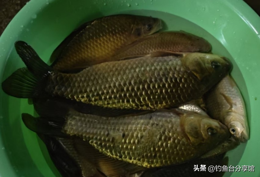 钓鲫鱼用什么打窝_冬季钓鱼打窝技巧_冬季钓鲫鱼窝料用量