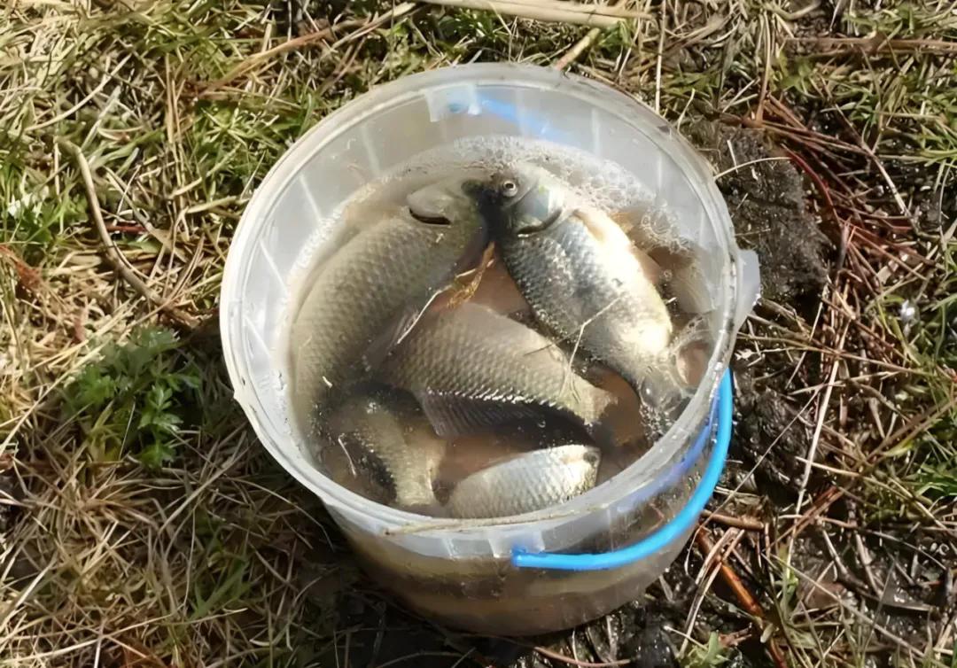 避免窝料白打方法_钓鲫鱼用什么打窝_野钓打窝技巧