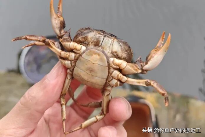 冬季钓鲫鱼窝料禁忌_钓鲫鱼用什么打窝_冬天钓鲫鱼打窝技巧